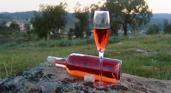 Quinta do Pinheiro: Vinhos e Azeites do Douro com Tradição, Sustentabilidade e Turismo Rural