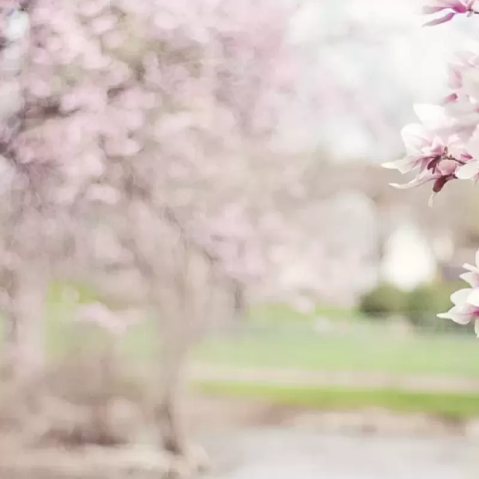 Institute of True Happiness - Psicoterapia Online e Desenvolvimento Pessoal